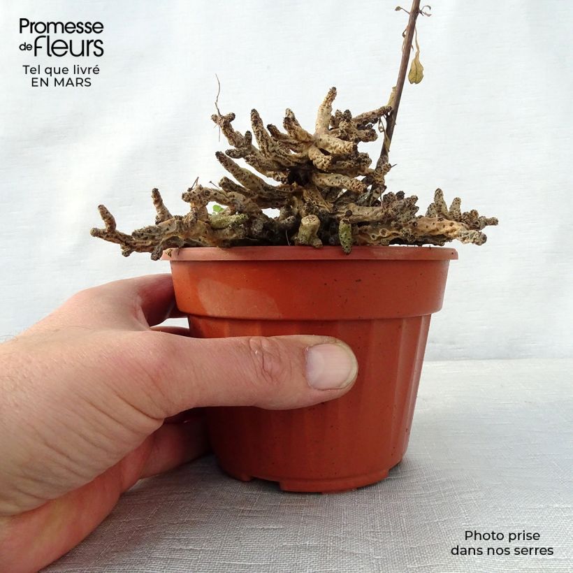 Spécimen de Tylecodon bucholzianus Pot de 12 cm / 13 cm tel que livré au printemps