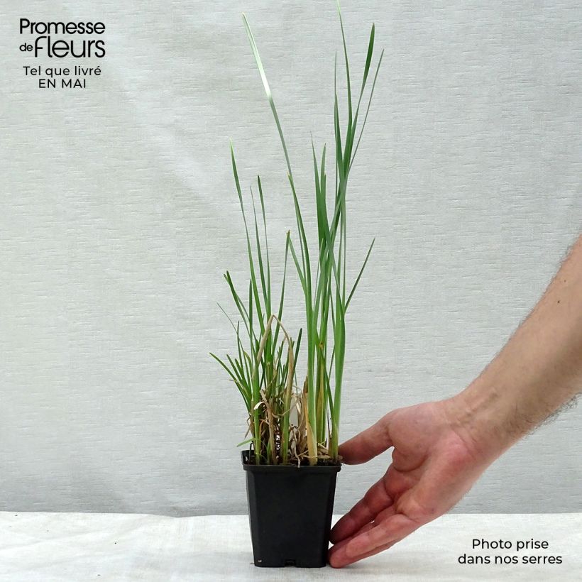 Spécimen de Typha latifolia, Massette Godet de 8/9 cm tel que livré au printemps