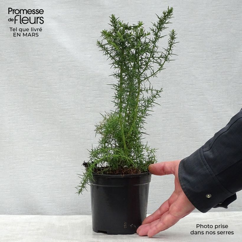 Spécimen de Ulex europaeus - Ajonc commun Pot de 1L/1,5L tel que livré au printemps