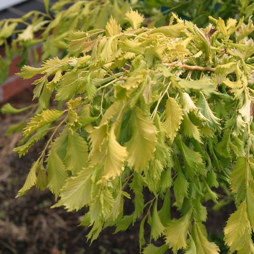 Ulmus  minor Viminalis Aurea - Orme à petites feuilles (Feuillage)