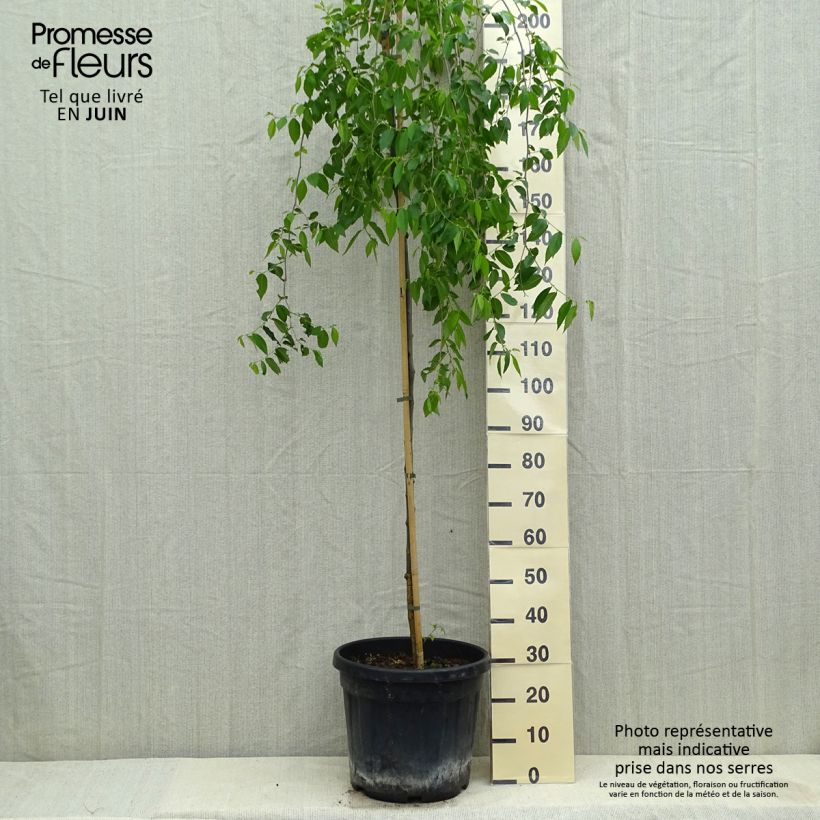 Spécimen de Ulmus carpinifolia Pendula - Orme pleureur Pot de 30L/35L, Tige tel que livré au printemps