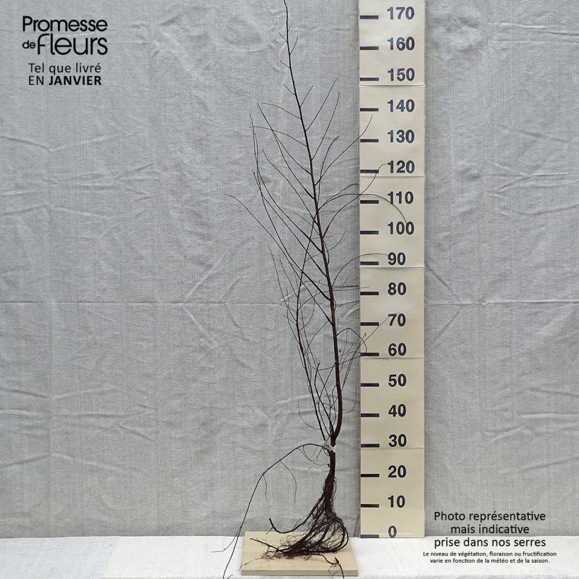 Spécimen de Ulmus minor - Orme champêtre Racines nues tel que livré en hiver