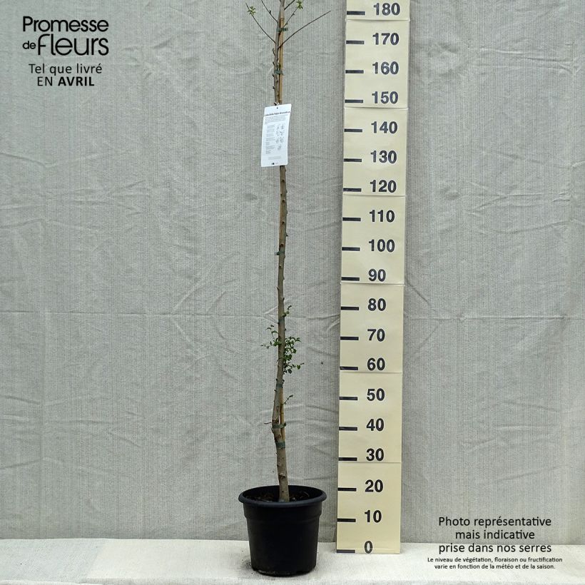 Example of Ulmus pumila - Orme de Sibérie Pot de 7,5L/10L as you get in printemps