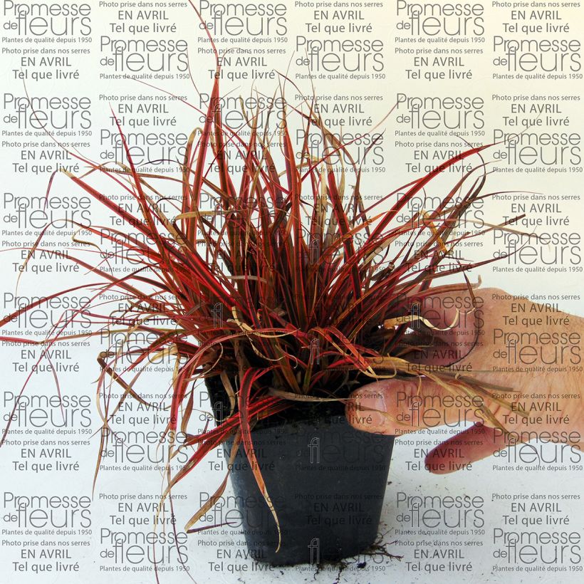 Exemple de spécimen de Uncinia Belinda's Find Godet de 8/9 cm tel que livré