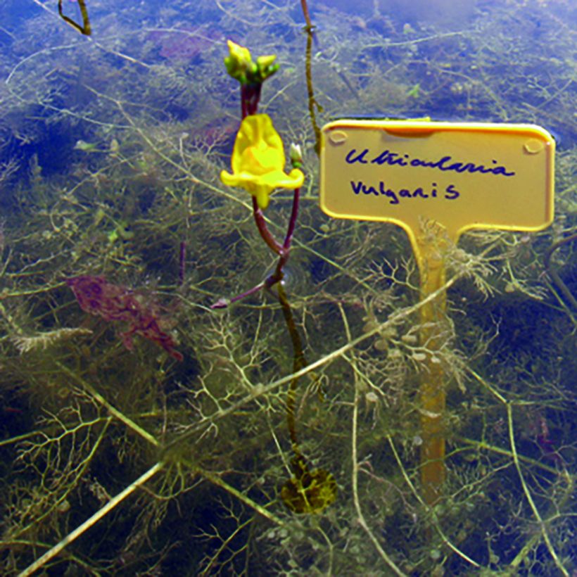 Utricularia vulgaris - Utriculaire commune (Port)