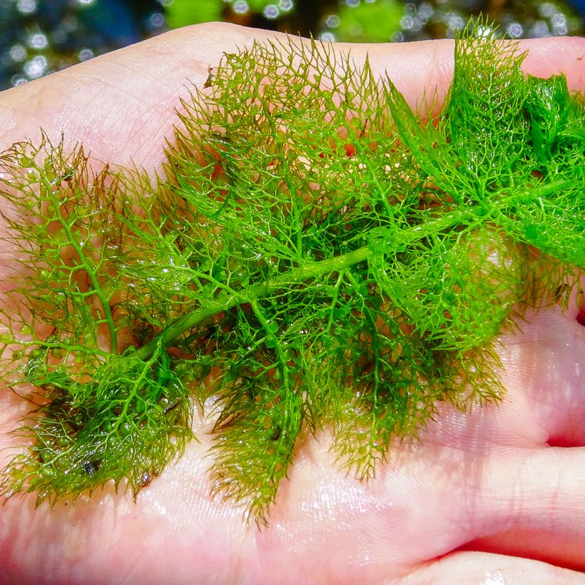 Utricularia vulgaris - Utriculaire commune (Feuillage)