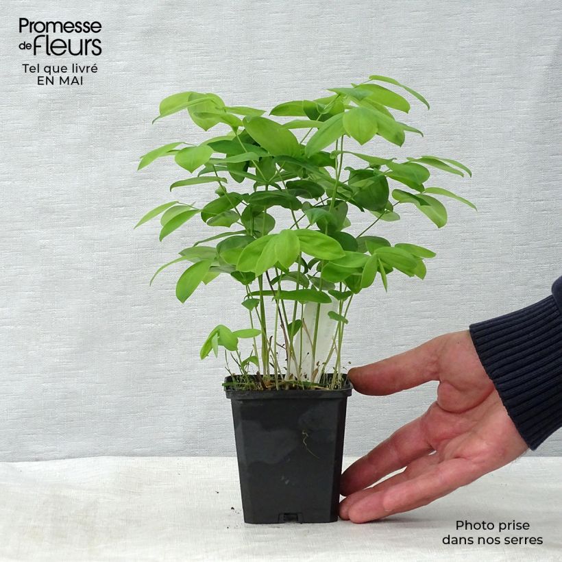 Spécimen de Uvularia grandiflora Godet de 8/9 cm tel que livré au printemps