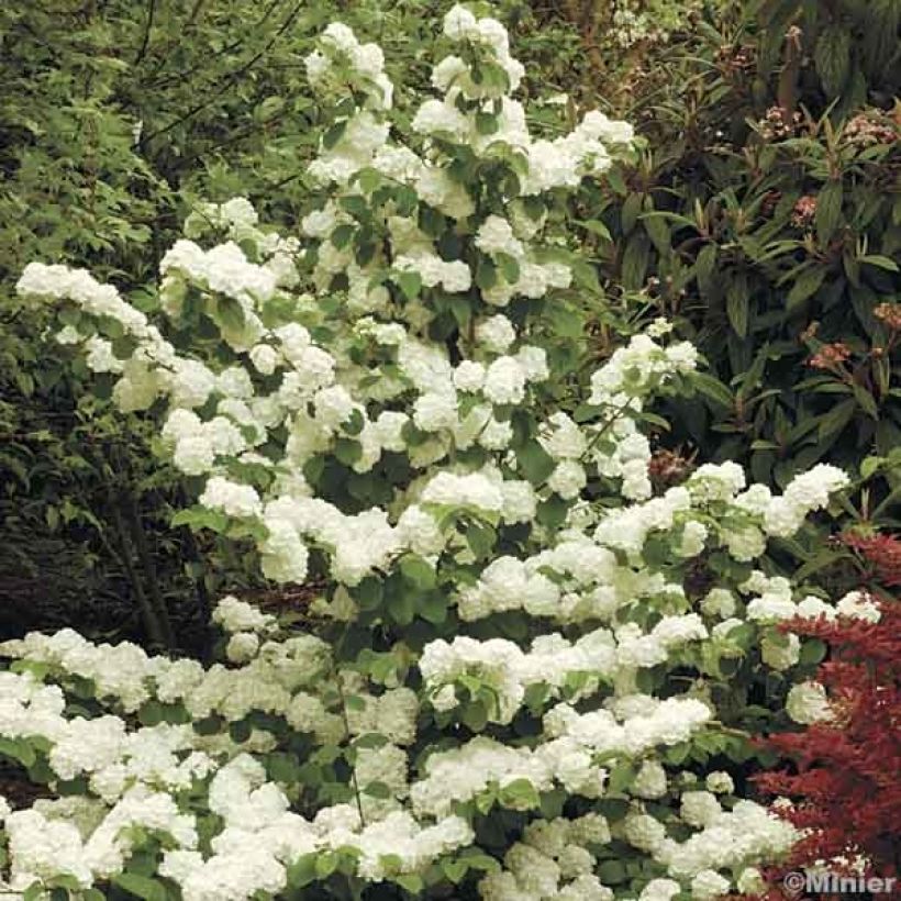 Viorne - Viburnum plicatum Popcorn (Port)