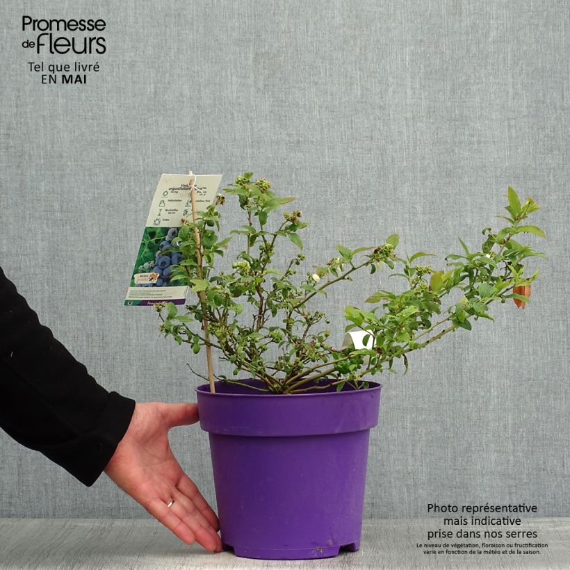 Spécimen de Vaccinium Tophat - myrtillier d'Amérique Pot de 4L/5L, Buisson tel que livré au printemps