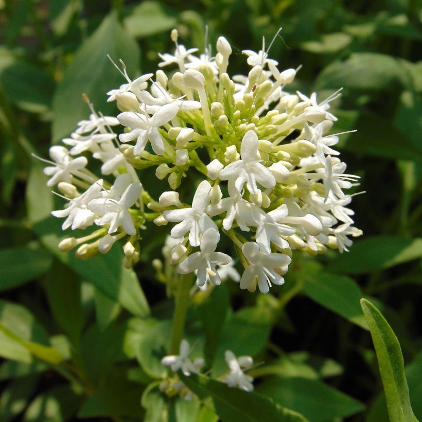 Valériane blanche, Centranthus ruber albus (Flowering)