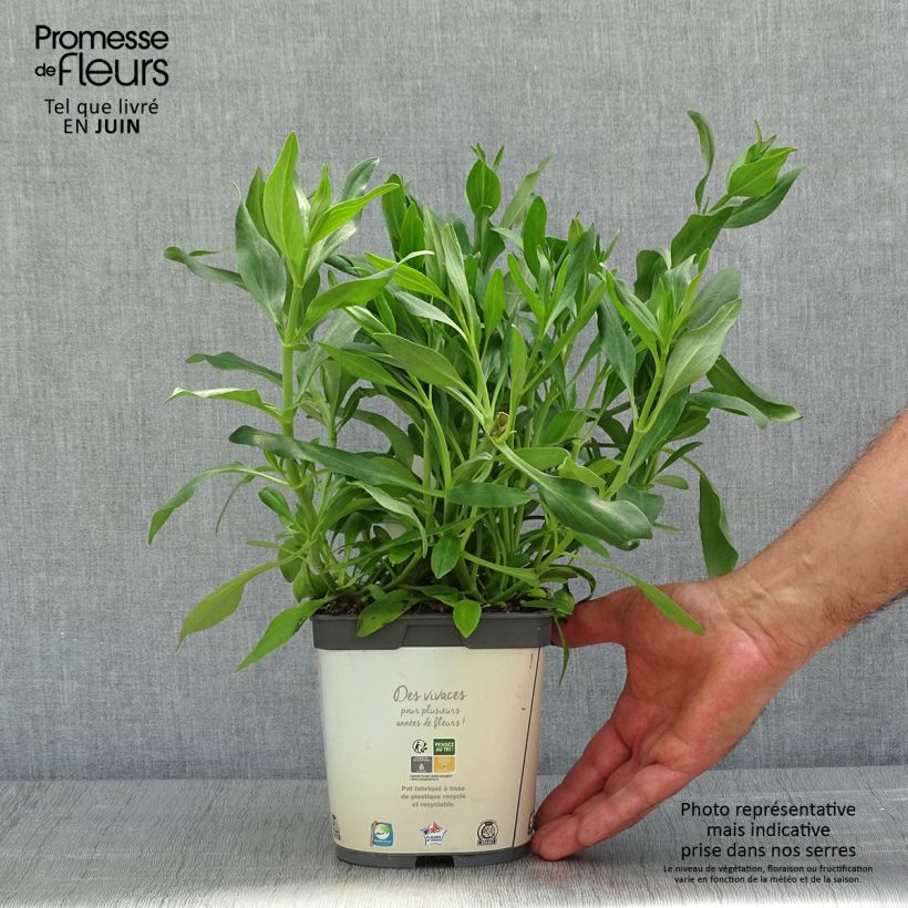 Example of Valériane blanche, Centranthus ruber albus Pot de 2L/3L as you get in printemps