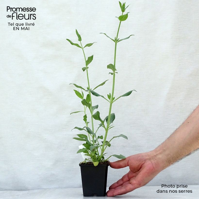 Example of Valériane blanche, Centranthus ruber albus Godet de 8/9 cm as you get in printemps