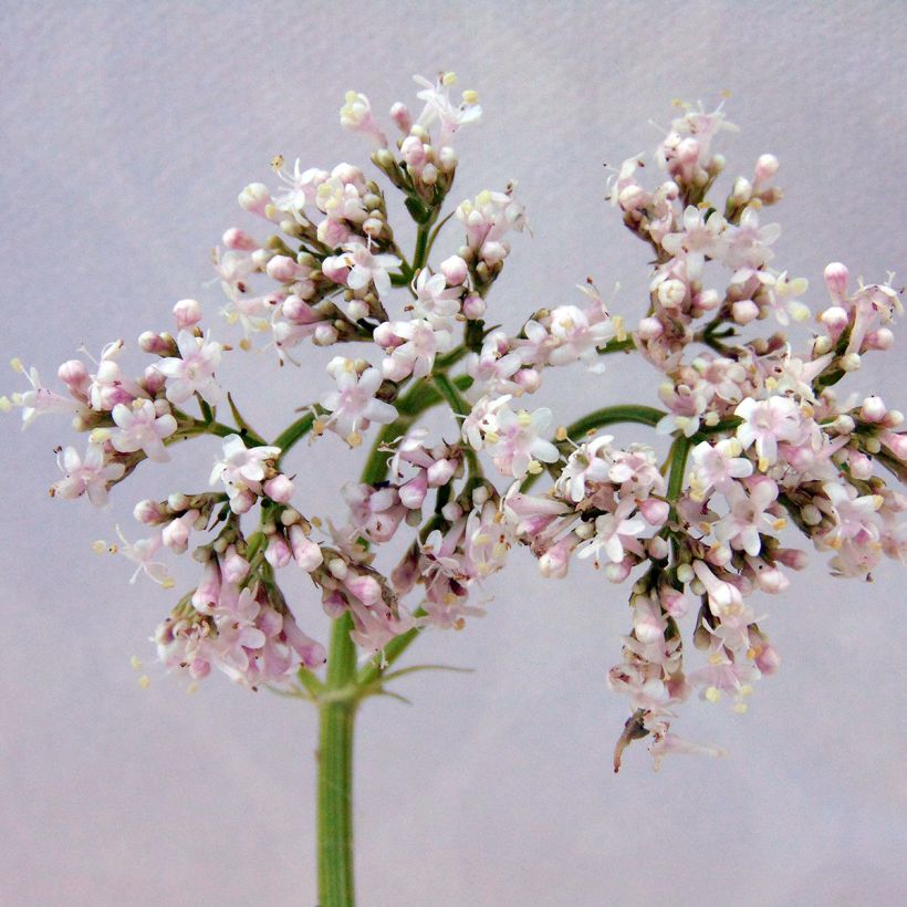 Valériane officinale (Flowering)