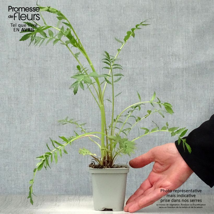 Example of Valériane officinale Godet de 8/9 cm as you get in printemps