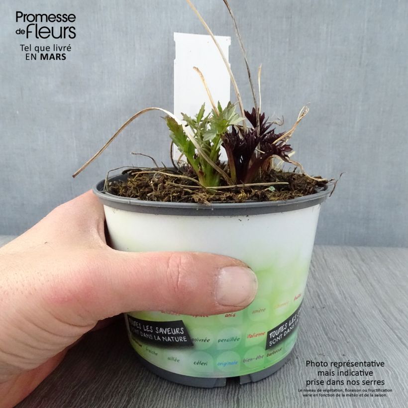 Example of Valériane officinale Pot de 2L/3L as you get in printemps