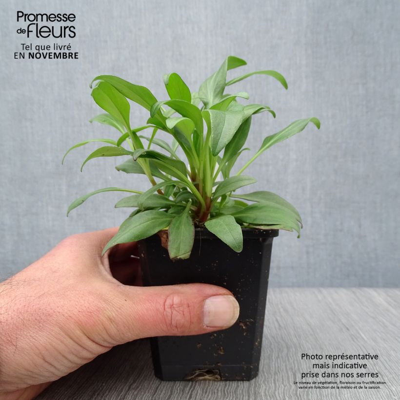 Spécimen de Valériane rouge, Centranthus ruber coccineus Godet de 8/9 cm tel que livré en automne