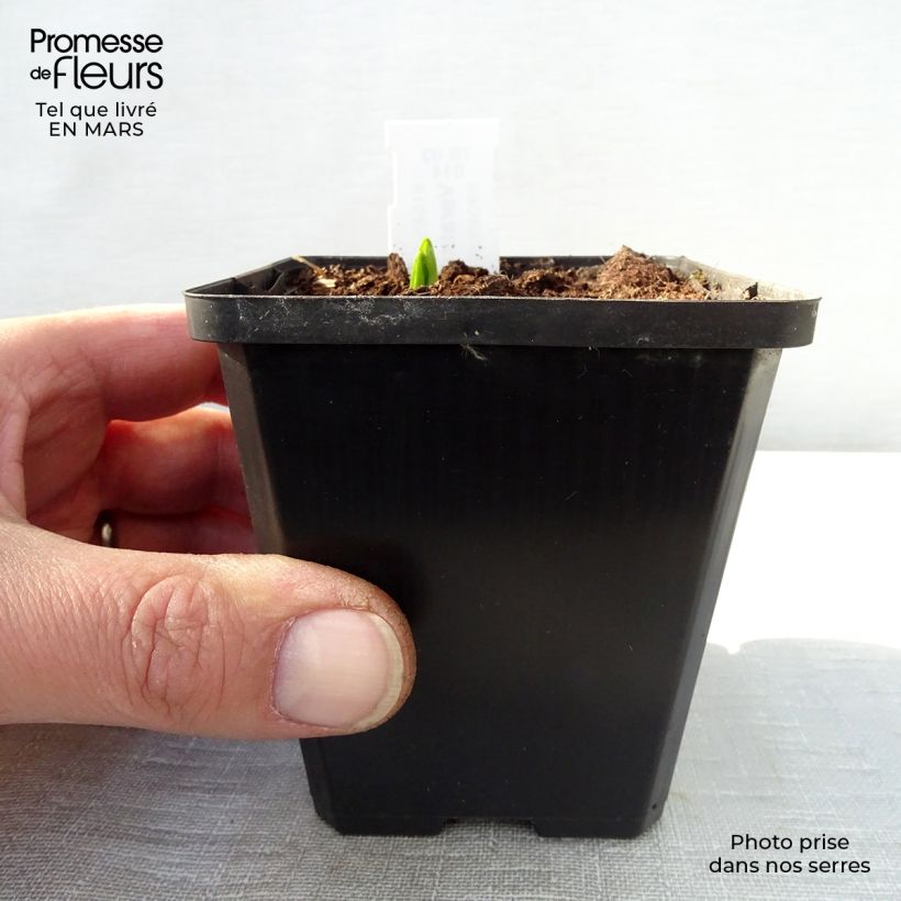 Spécimen de Veratrum nigrum - Vératre noir Godet de 8/9 cm tel que livré au printemps