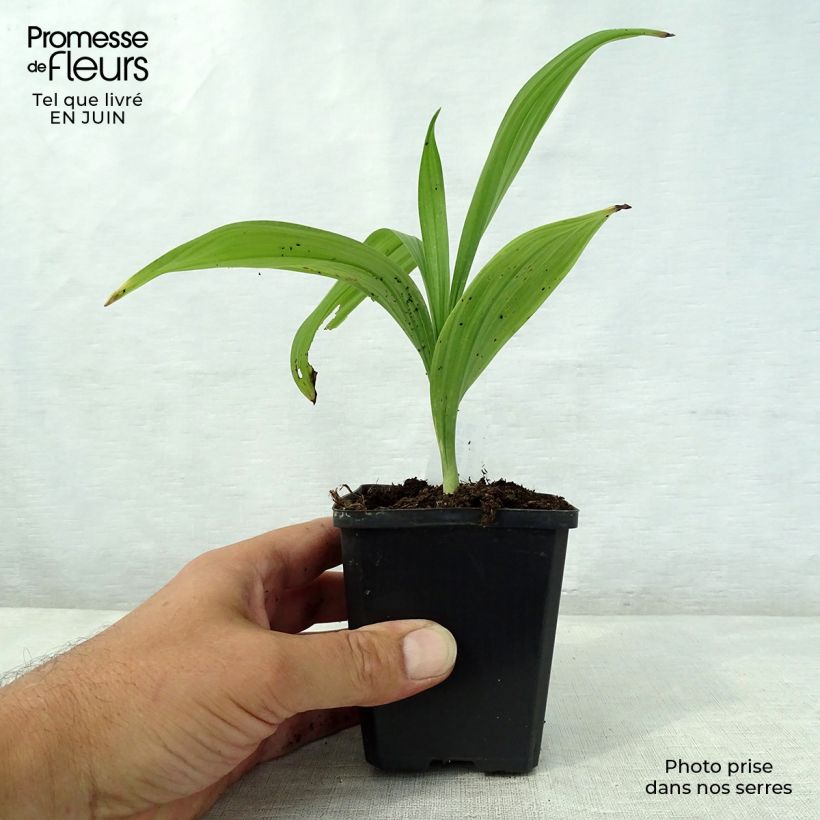 Spécimen de Veratrum nigrum - Vératre noir Godet de 8/9 cm tel que livré en été