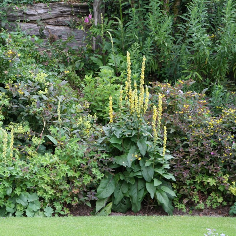 Verbascum Hybride Cotswold Queen (Port)