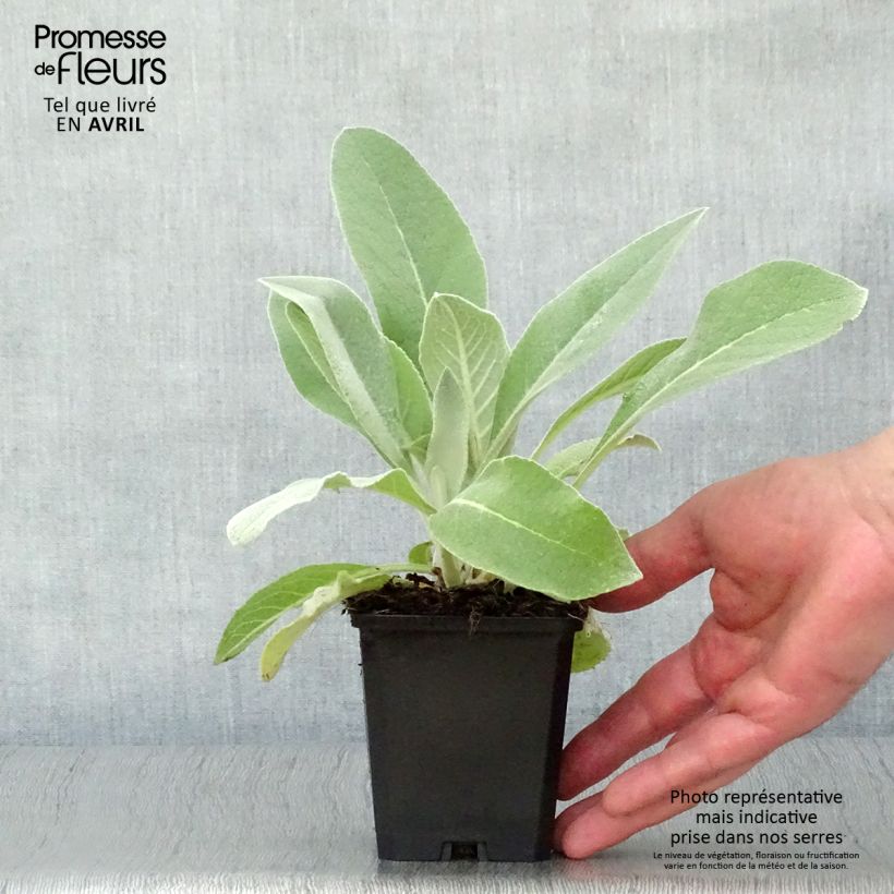 Spécimen de Verbascum Polarsommer - Molène argentée Godet de 8/9 cm tel que livré au printemps