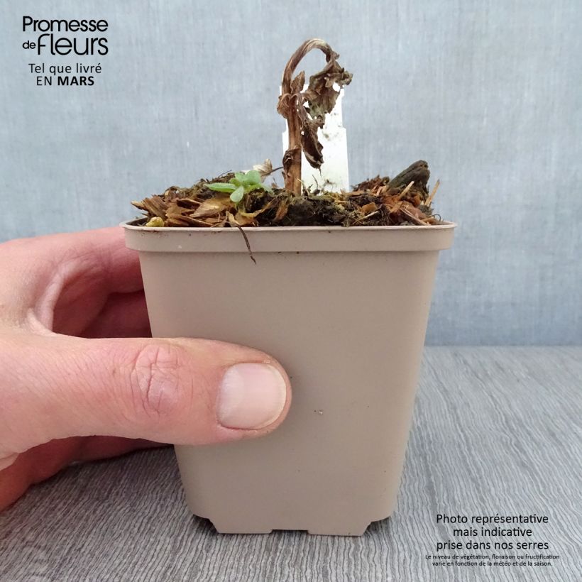 Spécimen de Verbascum Royalty - Molène Godet de 8/9 cm tel que livré au printemps