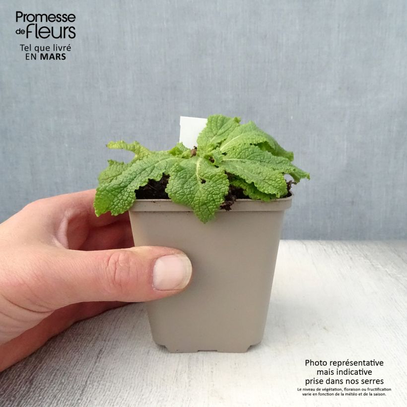 Spécimen de Verbascum White Domino - Molène hybride Godet de 8/9 cm tel que livré au printemps