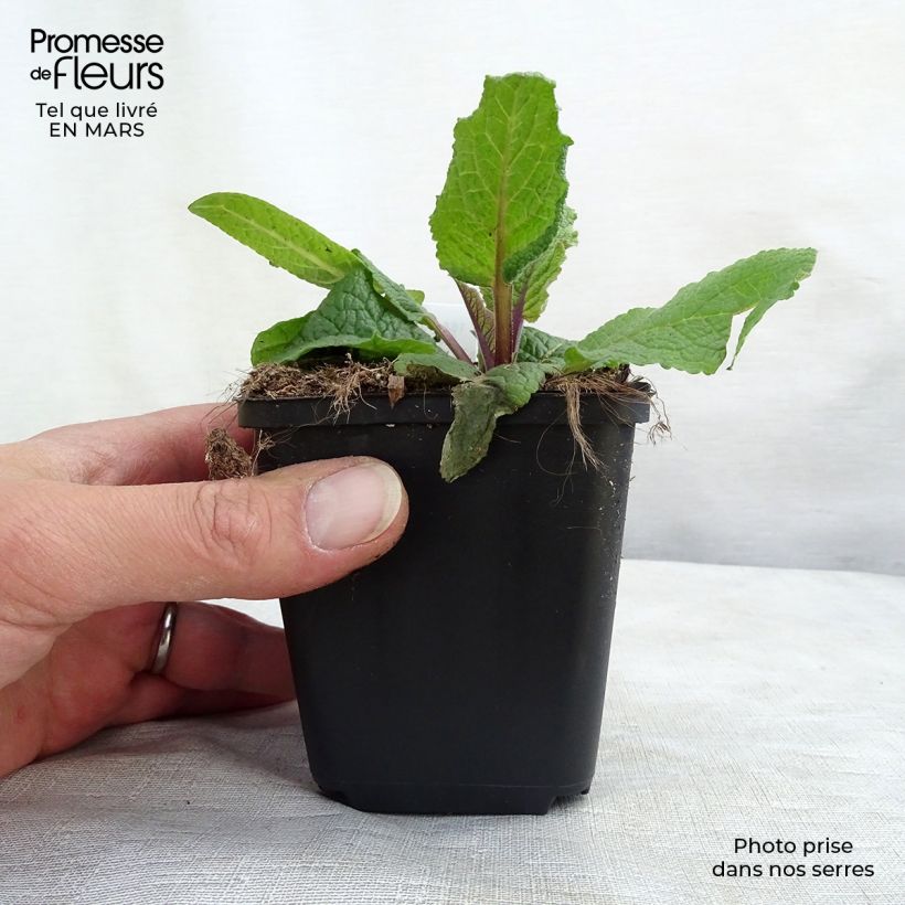 Spécimen de Verbascum chaixii Album - Molène de Chaix Godet de 8/9 cm tel que livré au printemps