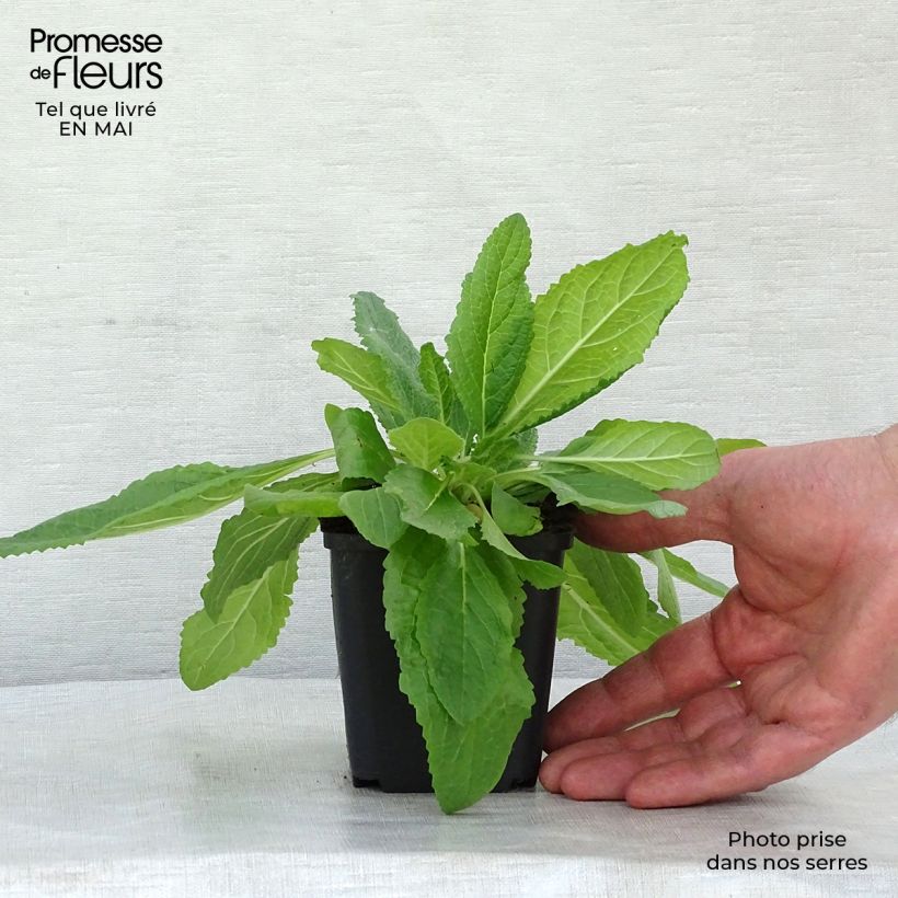 Spécimen de Verbascum phoeniceum Flush of White - Molène Godet de 8/9 cm tel que livré au printemps