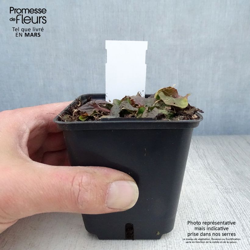 Spécimen de Verbascum phoeniceum Violetta - Molène Godet de 8/9 cm tel que livré au printemps