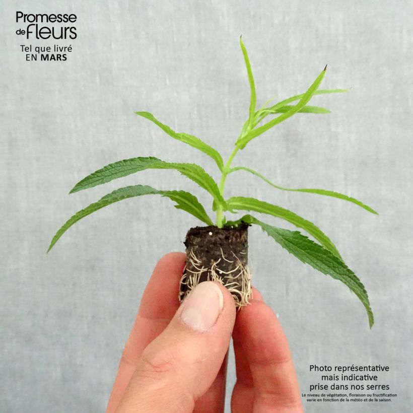 Spécimen de Verbena bonariensis Cloud - Verveine de Buenos Aires Mini-motte Ø 1,5/2,5 cm, Plant vert de 5 à 10 cm de haut tel que livré au printemps