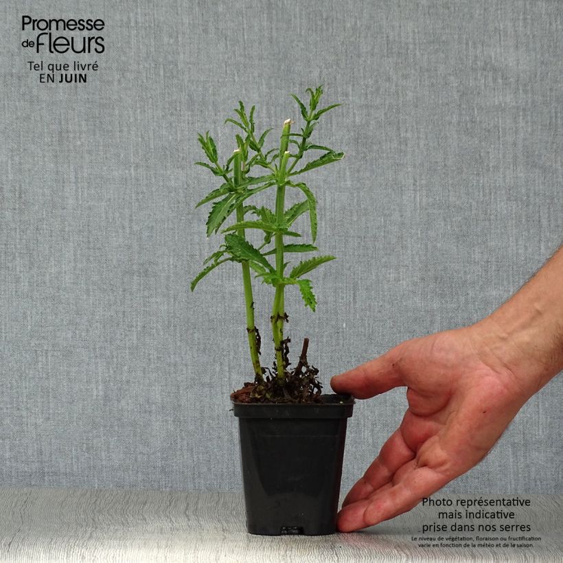 Spécimen de Verbena bonariensis Lollipop - Verveine de Buenos Aires naine Godet de 8/9 cm tel que livré en été