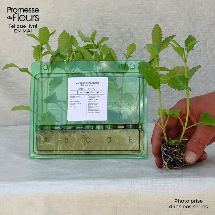 Example of Verbena bonariensis - Verveine de Buenos Aires Mini-motte Ø 3/4 cm, Livré en plant vert de 5 à 10 cm de hauteur as you get in printemps