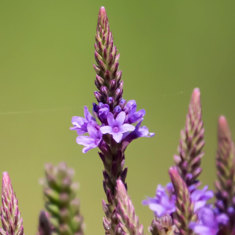 Verbena hastata Blue Spires - Verveine hastée (Flowering)
