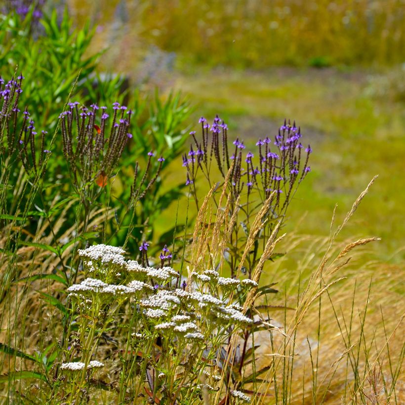 Verbena hastata Blue Spires - Verveine hastée (Plant habit)