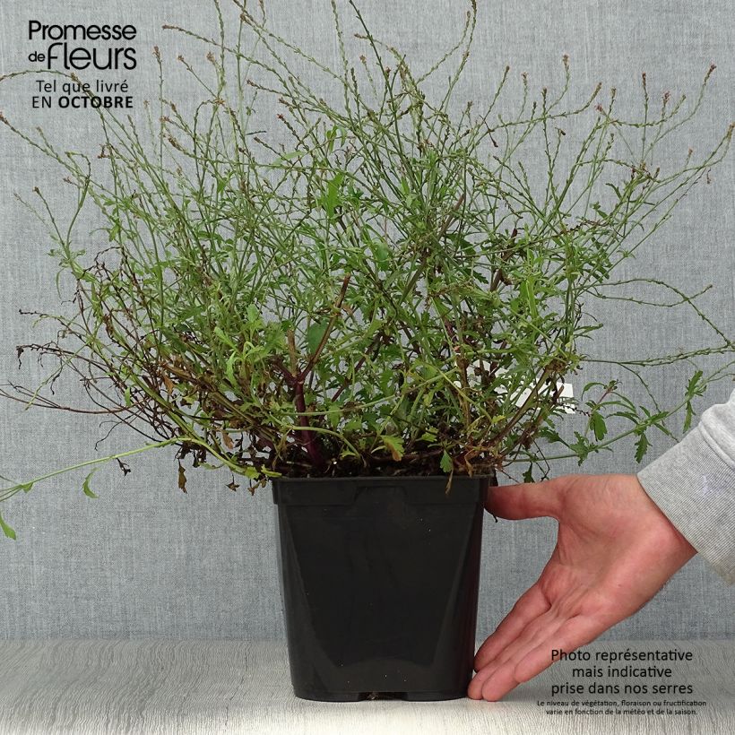Spécimen de Verbena officinalis Bampton - Verveine officinale Pot de 2L/3L tel que livré en automne