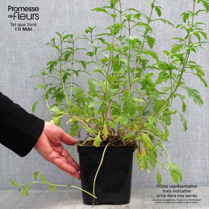 Example of Verbena officinalis Bampton - Verveine officinale Pot de 2L/3L as you get in printemps