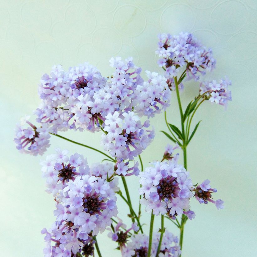 Verbena rigida Polaris, Verveine (Flowering)