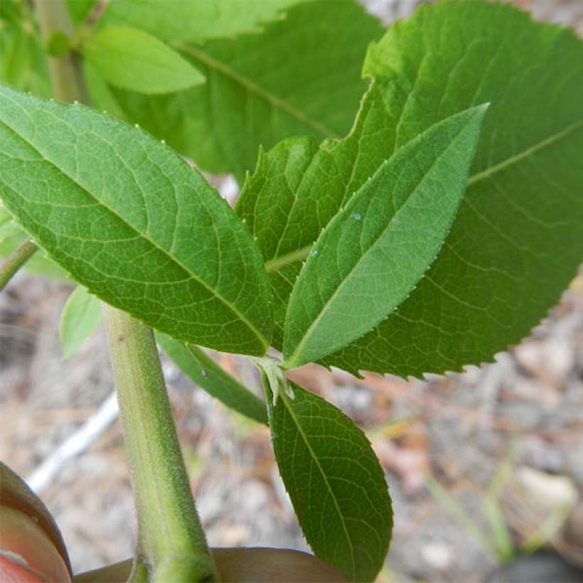Vernonia baldwinii (Foliage)