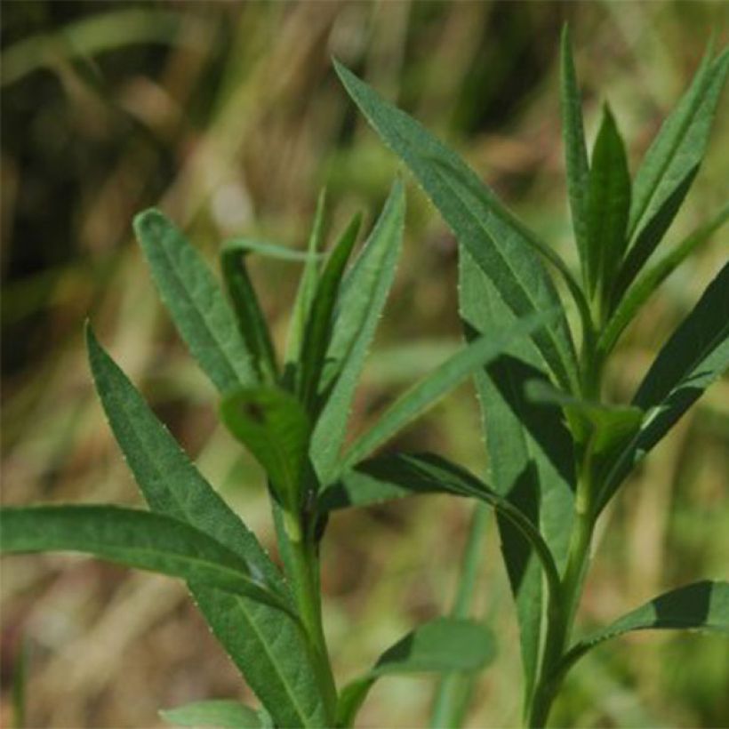 Vernonia fasciculata (Foliage)