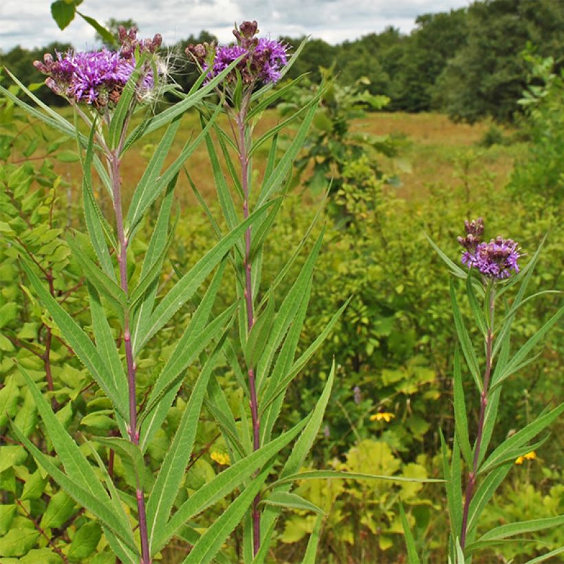 Vernonia fasciculata (Plant habit)