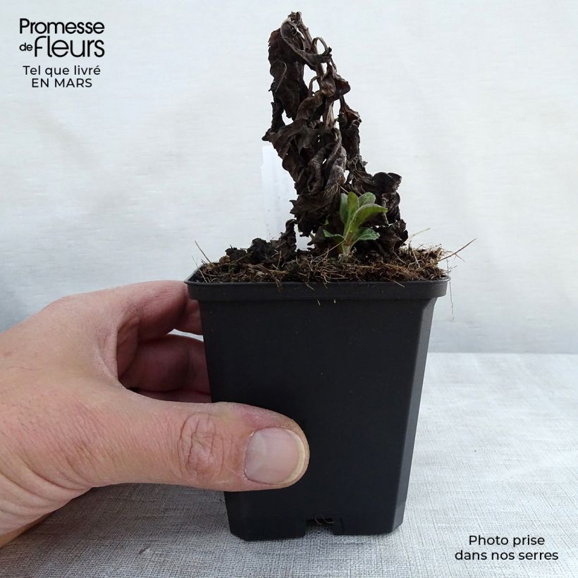 Example of Veronica Sunny Border Blue - Véronique en épis Sunny Border Blue Godet de 8/9 cm as you get in printemps