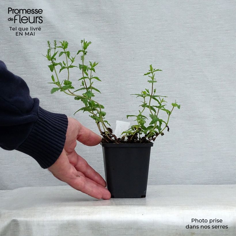 Example of Veronica austriaca Knallblau - Véronique d'Autriche Godet de 8/9 cm as you get in printemps