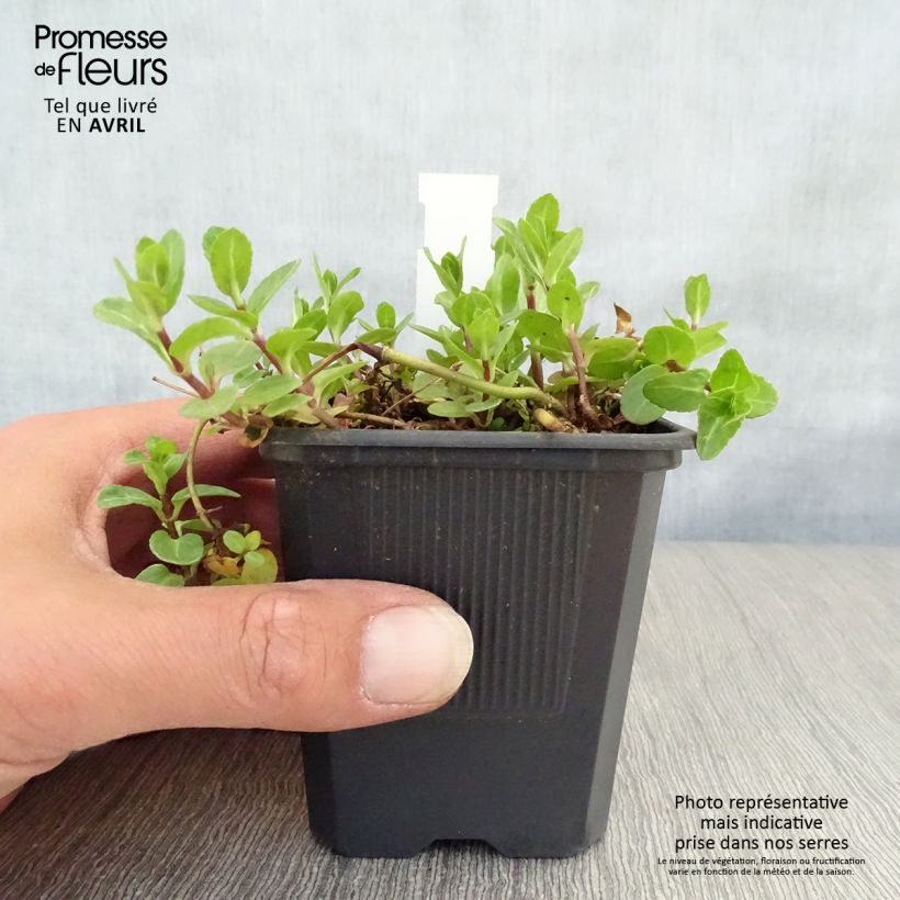 Spécimen de Veronica beccabunga - véronique des ruisseaux Godet de 8/9 cm tel que livré au printemps