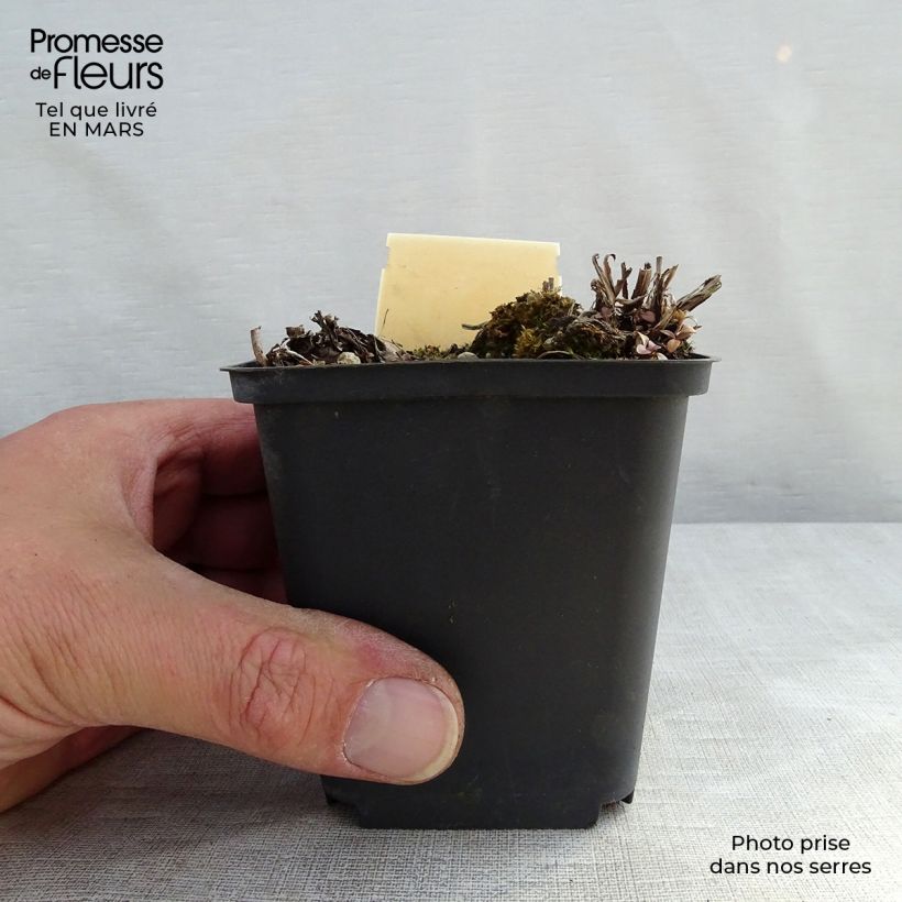 Spécimen de Veronica gentianoides Barbara Sherwood - Véronique du Caucase Godet de 8/9 cm tel que livré au printemps