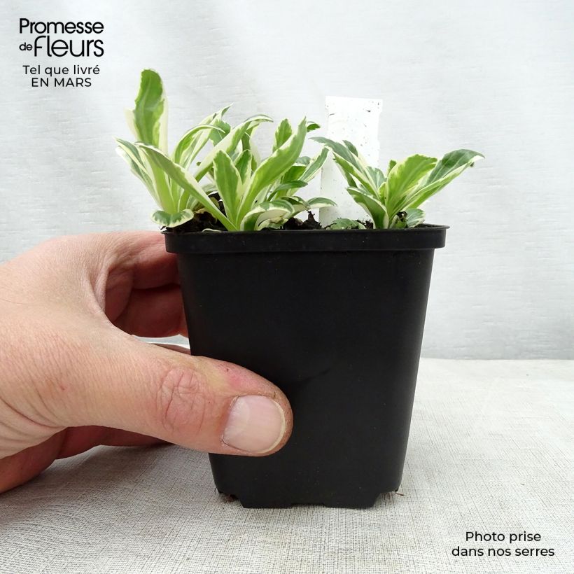 Spécimen de Veronica gentianoides Variegata - Véronique du Caucase Godet de 8/9 cm tel que livré au printemps