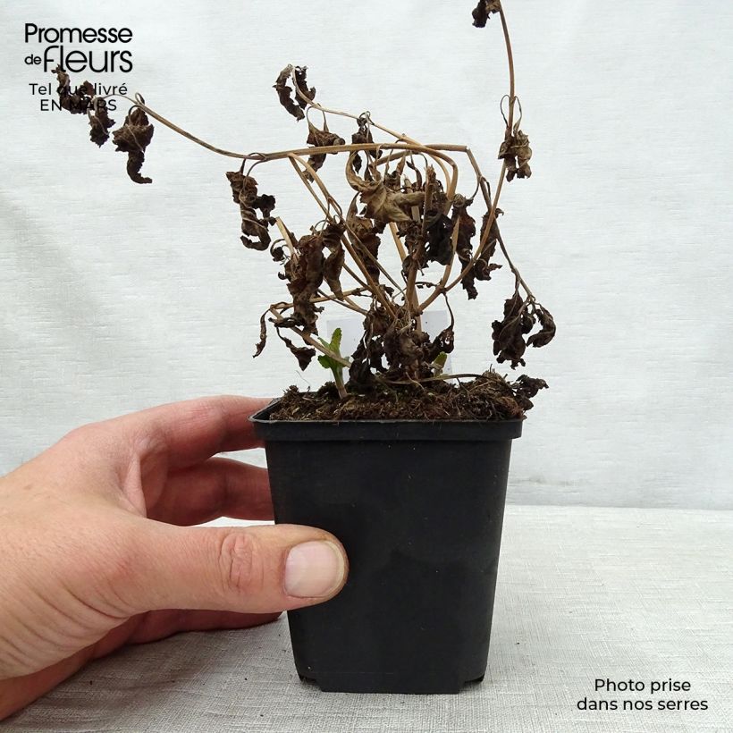 Spécimen de Veronica longifolia Blauriesin - Véronique à grandes feuilles Godet de 8/9 cm tel que livré au printemps