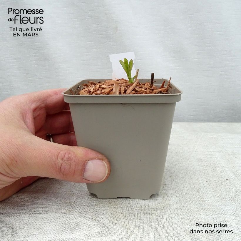 Example of Veronica longifolia Candied Candle - Véronique à longues feuilles Godet de 8/9 cm as you get in printemps