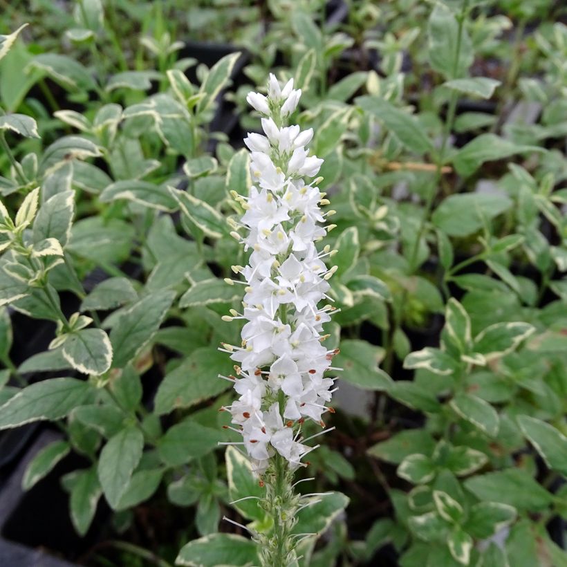 Veronica longifolia Charlotte® - Véronique à grandes feuilles (Flowering)