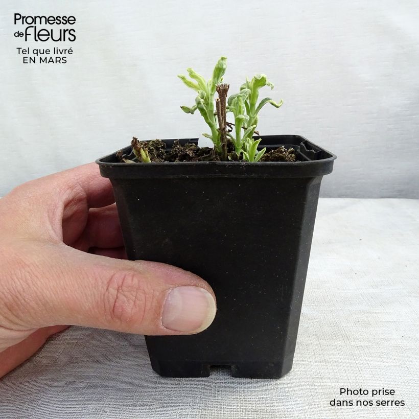 Example of Veronica longifolia Charlotte® - Véronique à grandes feuilles Godet de 8/9 cm as you get in printemps