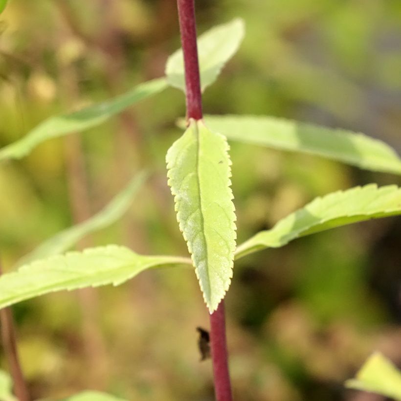 Veronica longifolia First Glory - Véronique à longues feuilles (Feuillage)